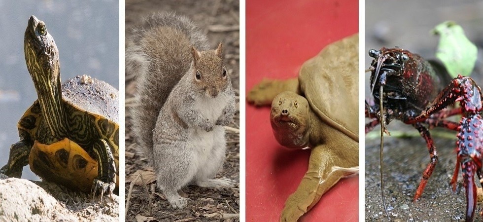Incontri al Muse sulle specie invasive: “Minaccia crescente che mette in pericolo la biodiversità”